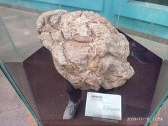 -陕西自然博物馆