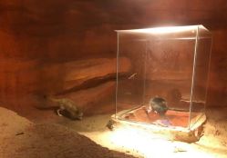 -酷嗒动物文化乐园(cutezoo西溪乐天城店)