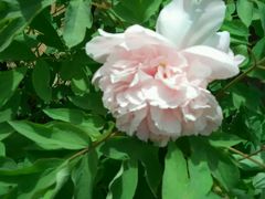 -洛阳郁金香牡丹园