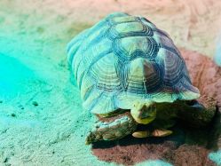 -Zoolung Zoolung动物主题公园(海信广场店)