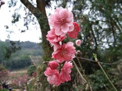 -南国桃园旅游度假区