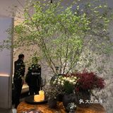 新荣记小酒馆更适合喝酒聊天吃吃小菜逛逛外滩