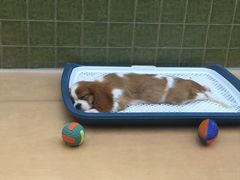 -帕帕拉兹宠物(亚洲旗舰店)