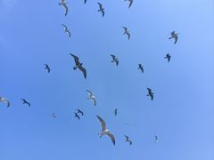 -海驴岛(荣成市)