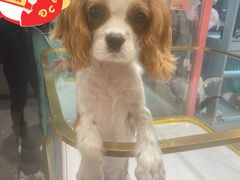 -FAELING PETS美天灵宠物(合生汇店)