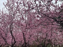 -郑州植物园