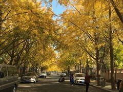 -三里屯东五街银杏大道