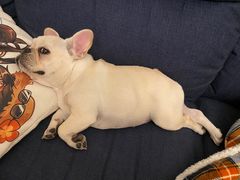 -momokira米努特·德文卷毛猫·棉花面纱犬