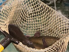 -九寨沟石锅鱼(沣峪口二十年店)