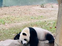 -上海野生动物园