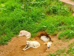 -西霞口神雕山野生动物世界
