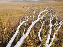 -乌兰布统景区-白桦林