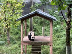 -中国大熊猫保护研究中心雅安碧峰峡基地