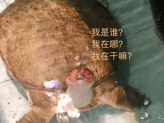 -天鹰观渔(梦园店)