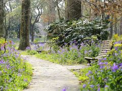 -上海共青森林公园