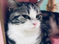 -猫小院猫主题餐厅(三里屯店)
