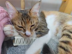 -瑞鹏宠物医院·骨科·猫科·内科(第一中心)