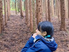 -武陵山森林公园