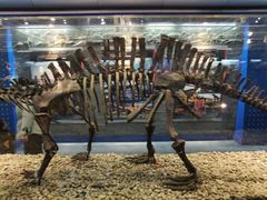 -国家自然博物馆