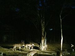 -清迈夜间动物园