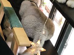 -李小姐の猫咖啡馆(五角场店)