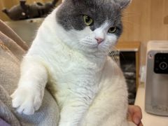 -MOCHA明星猫咖(田子坊店)
