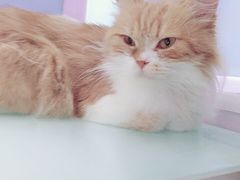 -喵的天空名猫咖啡馆·撸猫·猫舍·用品