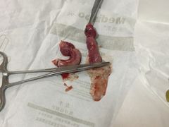 -瑞派福兴宠物医院犬猫全科·骨科·中西医结合(河东店)