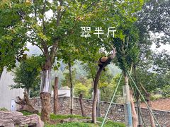 -卧龙中华大熊猫苑神树坪基地
