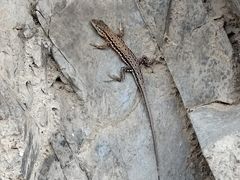 -大觉寺-停车场