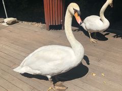 -谢列梅捷沃国际机场