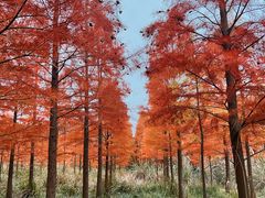 -小芝红树林