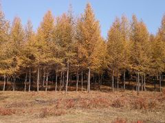 -塞罕坝国家级自然保护区