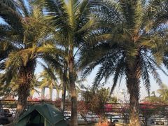 -中澳友谊花园