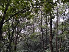-阳台山森林公园