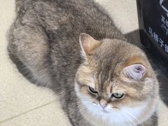 -藏猫猫咖啡主题馆(中央大道店)