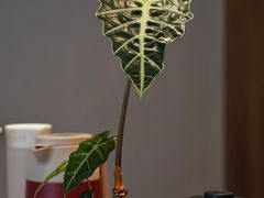 -溯洄咖啡VORTEX COFFEE