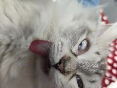 -四月宠物医院·猫专科·心脏专科·内科(转塘店)