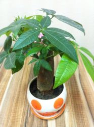 -北京米扬丽格医疗美容·联合丽格鼻整形中心