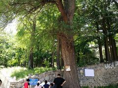 -阳台山自然风景区