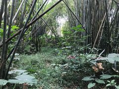 -大屏嶂森林公园