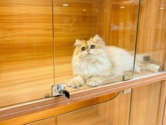 -猫十亿·布偶金渐层·曼基康矮脚猫舍(青年路店)
