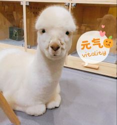 -萌宠亲子动物乐园(槐房万达店)