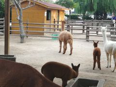 动物园-北京市海淀外国语实验学校