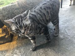 -喵屿·大理花园猫咖