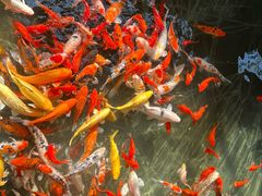 -南宫五洲植物乐园