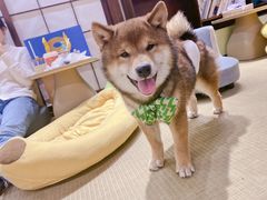 -逗柴咖啡屋·狗咖猫咖宠物桌游