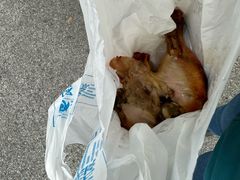-美林烤鸡店