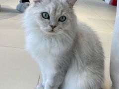 -怪兽屋·羊驼·猫咖·狗咖(俊华广场店)