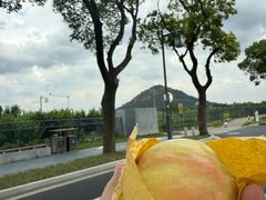 -老袁家蜜桃农场·阳山水蜜桃